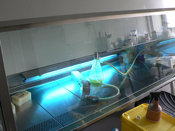 Учёные научились обеззараживать поверность яиц с помощью импульсов ультафиолетового света